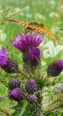 butterfly_and_thistle-photos_rob-roy_way.jpg